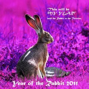 Wingsdomain Welcomes The Year Of The Rabbit